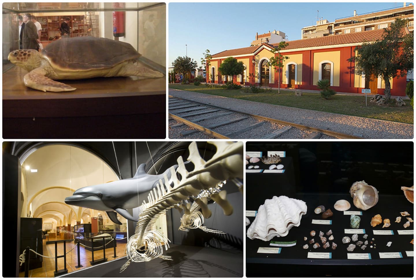 Museum of Natural History (Museo de Historia Natural)