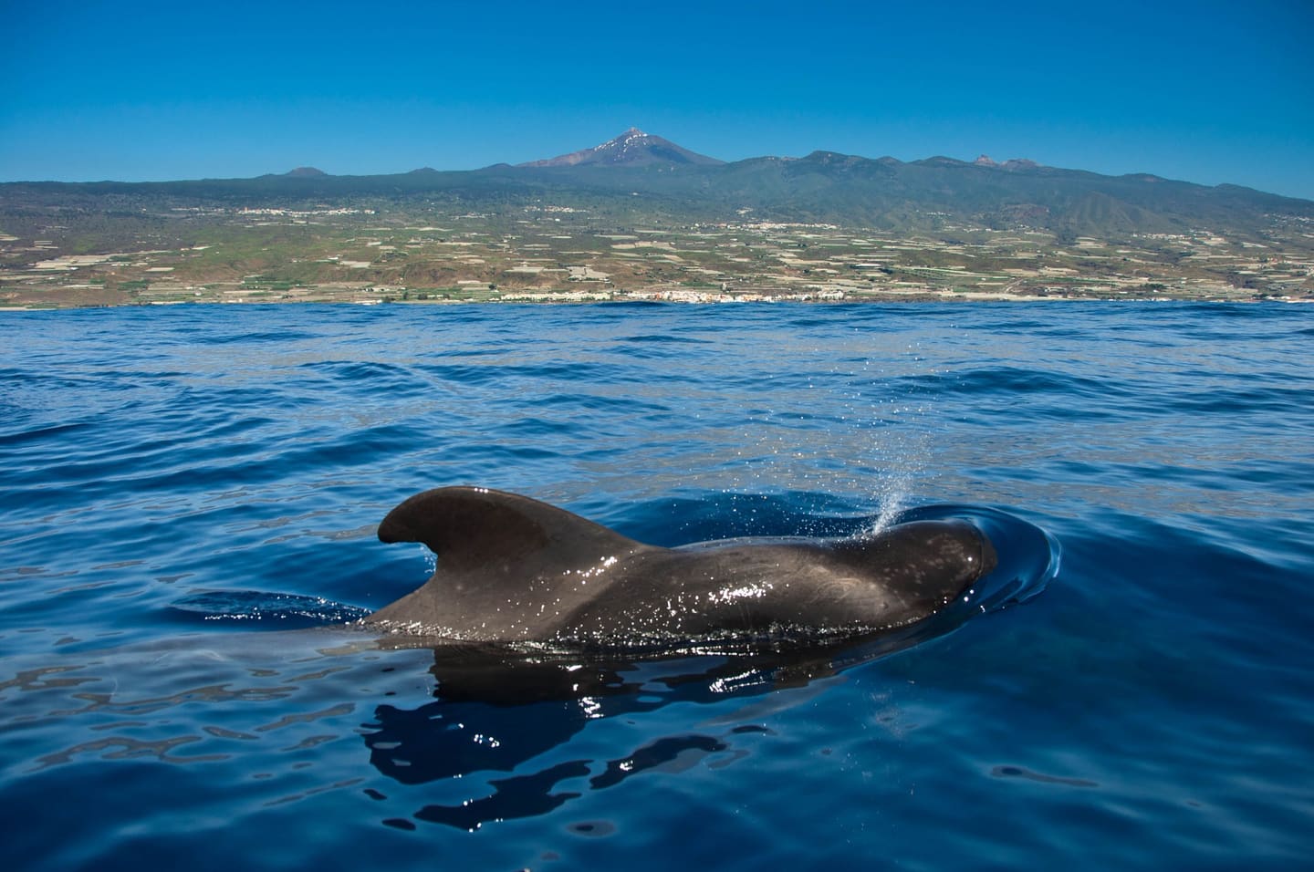 Whales in Tenerife(Gustavo A. Pérez)